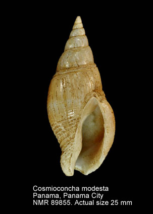 Cosmioconcha modesta (2).jpg - Cosmioconcha modesta (Powys,1835)